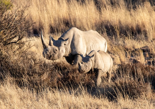 Free Black Rhino Black Rhino Baby photo and picture
