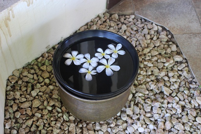 Topf, Wasser, Blume, Hawaiisch, Feder