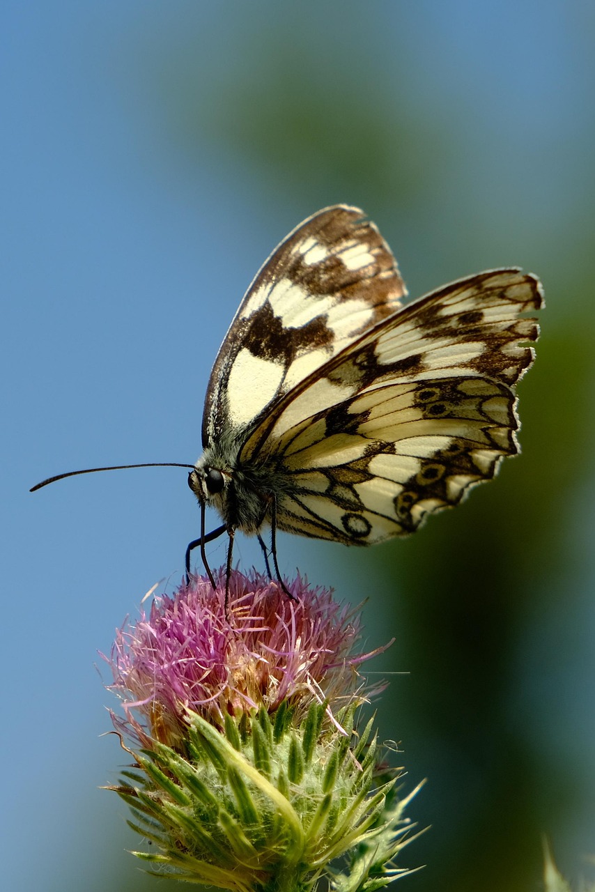 Butterfly Flower Pollinate Free photo on Pixabay Pixabay