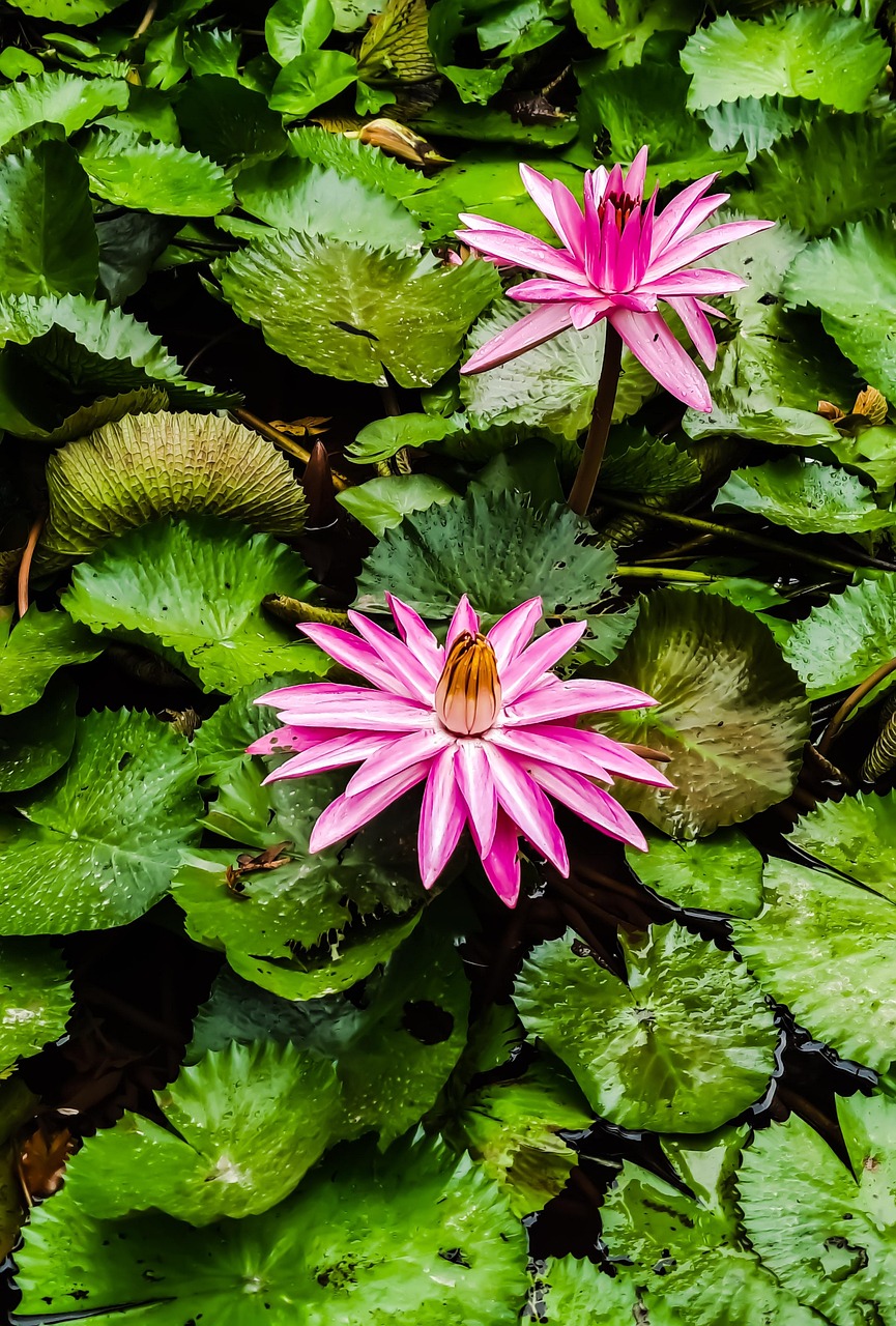 Water Lilies Flowers Lily Pads Free photo on Pixabay Pixabay