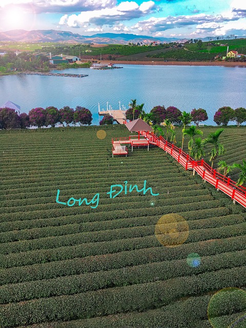 Free Landscape Tea Hill photo and picture