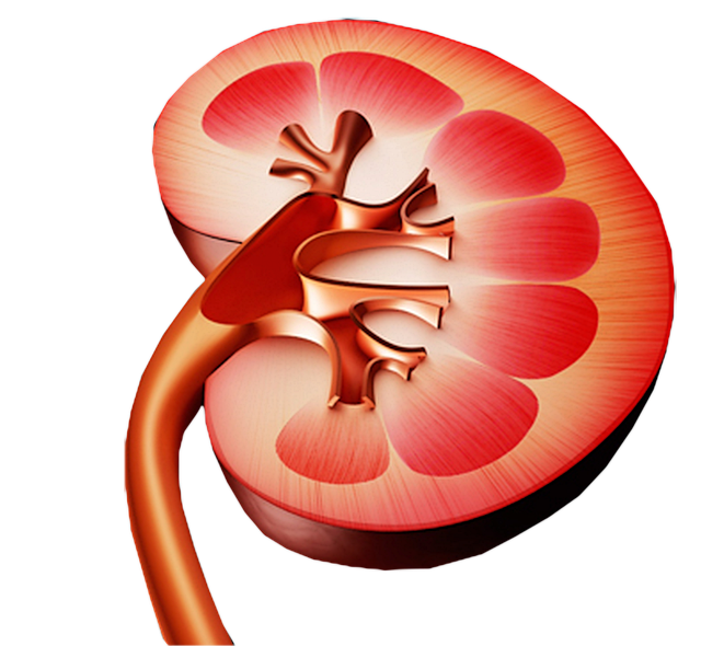 Free anatomy organ cutout illustration