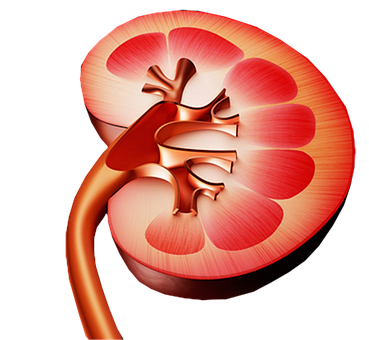 Anatomia, Órgão, Recortar, Estude