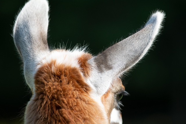 llama, animal, mammal, nature, llama head, llama ears, animal world, fur, wildlife, animal photography