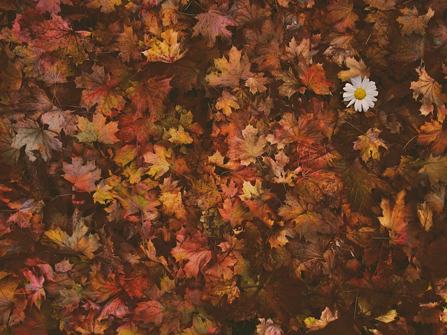 Free autumn leaves foliage illustration