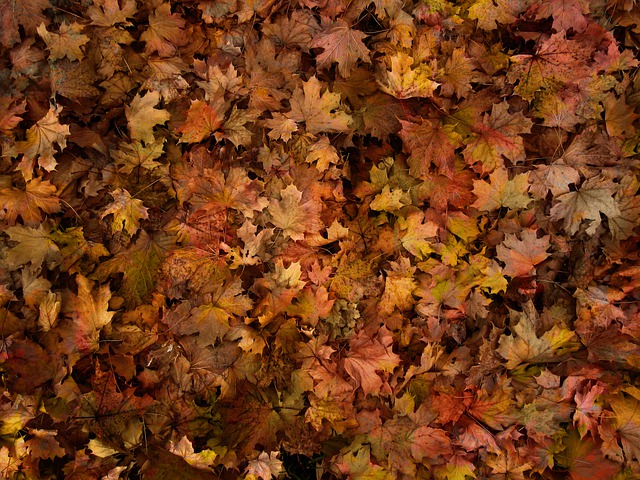 Free autumn leaves foliage illustration