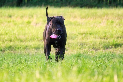 Free Dog Pet photo and picture