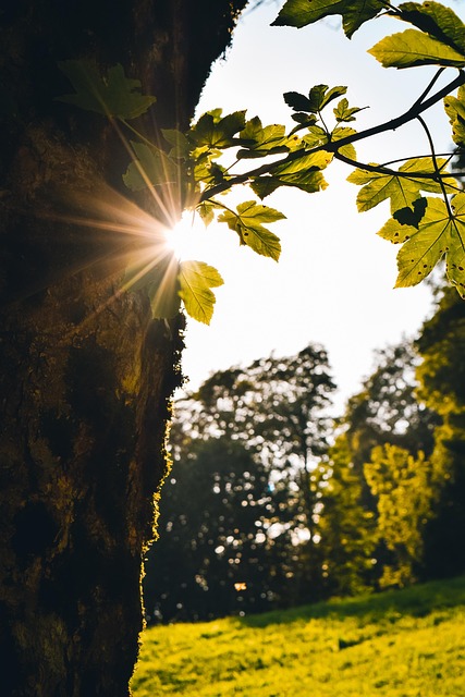 Boom, Zonlicht, Natuur, Woud