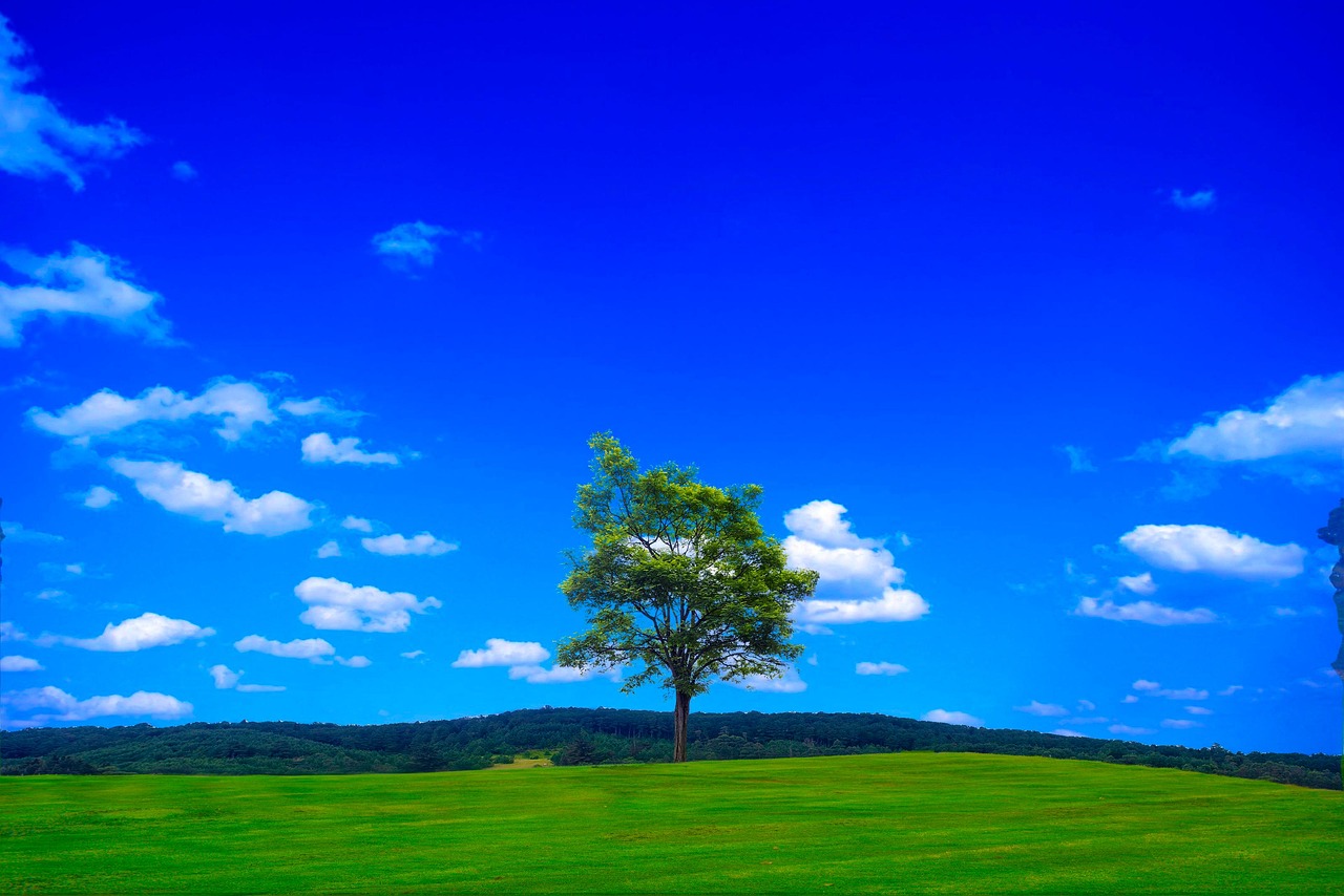 분야 나무 언덕 - Pixabay의 무료 사진 - Pixabay