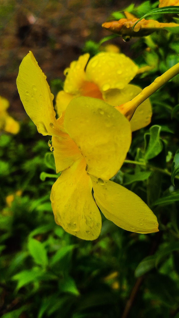 Flowers With Water Drops Flower'S Free photo on Pixabay Pixabay