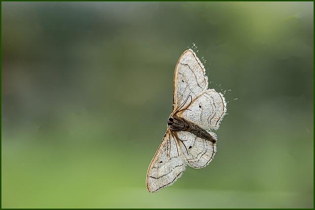 Free Butterfly Insect photo and picture