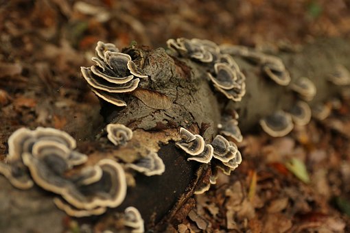 Free Mushroom Fungus photo and picture