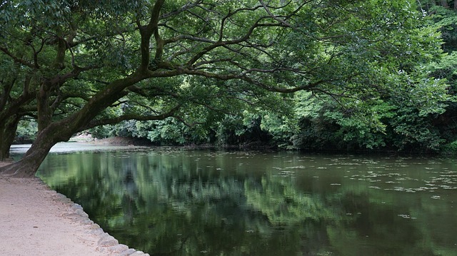 Parc Japonez, Japonia, Voiaj, Reflecţie