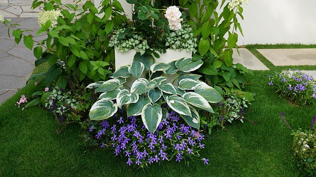 Hosta, Îmbrăcat, Plante, Gradinarit
