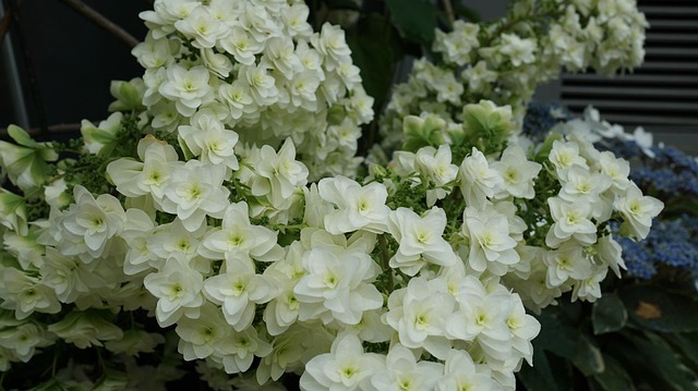 Hortensie, Spectacol De Flori, Flori