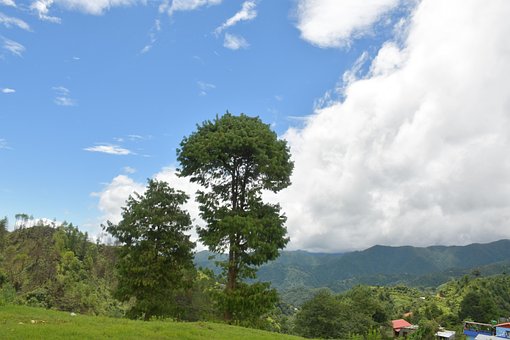Free Tree Scean photo and picture