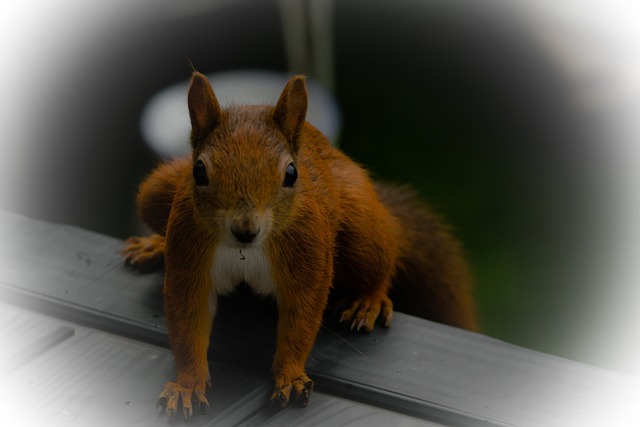 Eichhörnchen, Tier, Wildtier, Nagetier