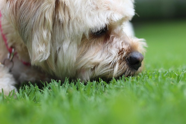 Free Dog Pet photo and picture