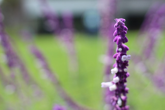Free Flowers Bees photo and picture