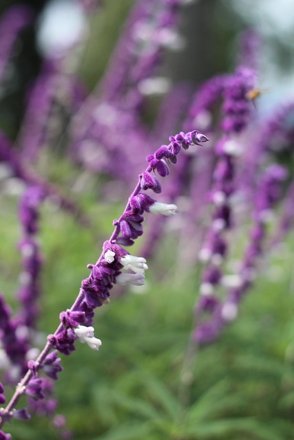 Free Flowers Bees photo and picture