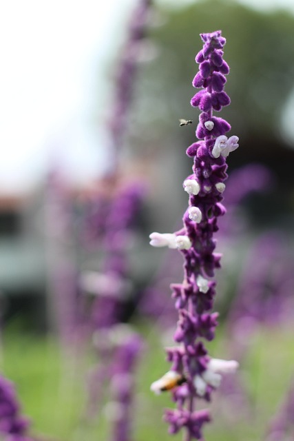 Free Flowers Pollination photo and picture