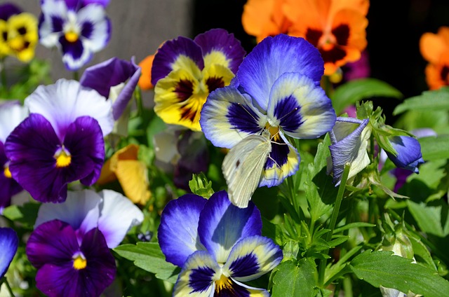 Free Butterfly Flowers photo and picture