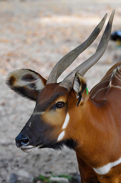 Antilope, Tier, Tierwelt, Afrika, Safari