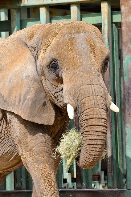 Elefant, Tier, Säugetier, Stamm, Lumb