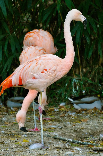 Flamingo, Vogel, Lebensraum, Feder