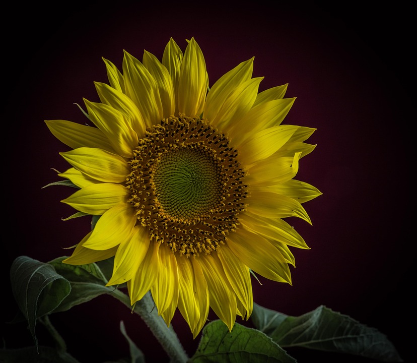 Sunflower Flower Yellow - Free photo on Pixabay