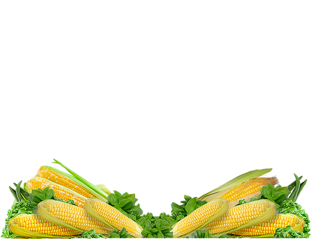 Free corn vegetable sweet corn illustration