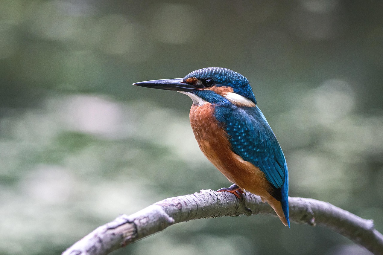 100 000 Free Kingfisher Bird Kingfisher Images Pixabay 100 000 Free Kingfisher Bird Kingfisher Images Pixabay