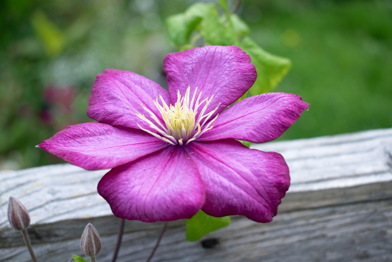 clematis-flor-roxa-foto-gratuita-no-pixabay-pixabay