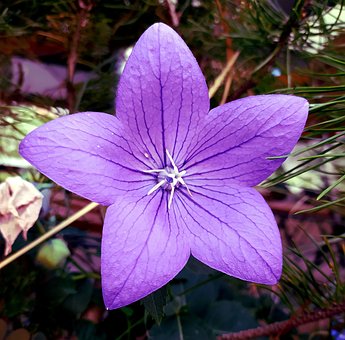 Free Bellflower Flower photo and picture
