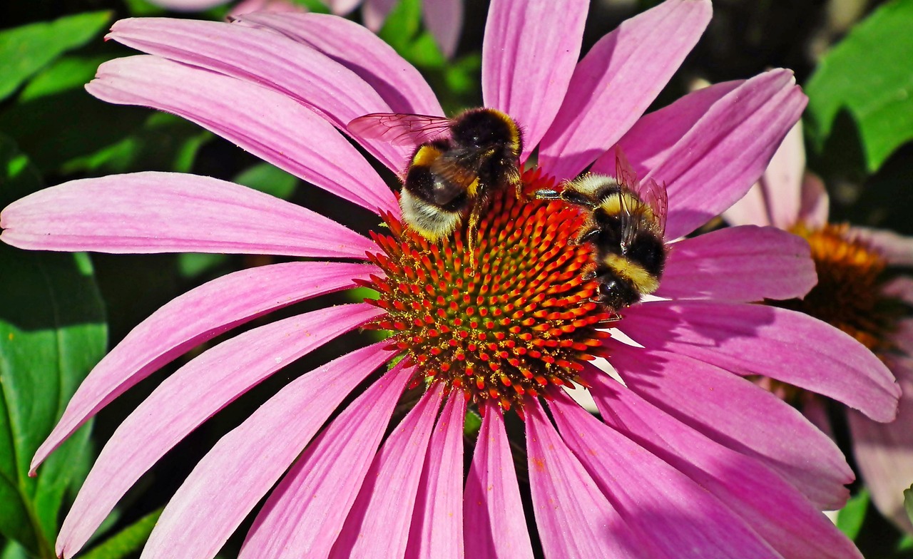bumble
