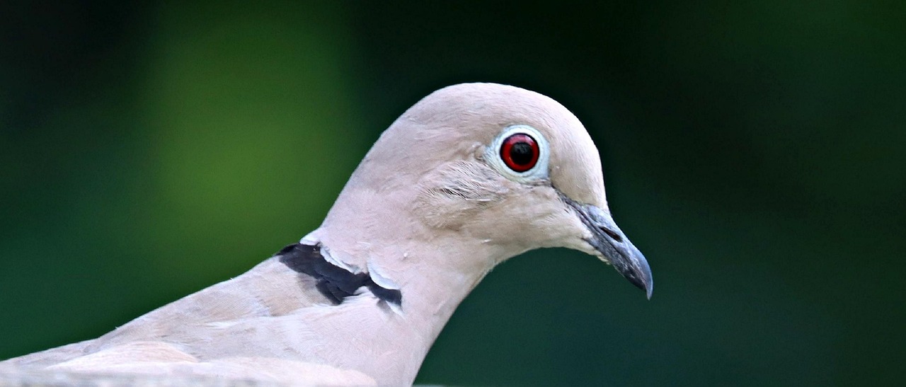 Collared Dove Bird Free photo on Pixabay Pixabay