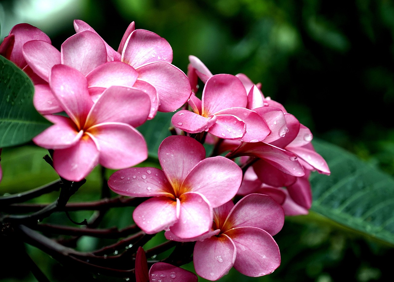 Plumerias Fleurs Frangipaniers - Photo gratuite sur Pixabay - Pixabay