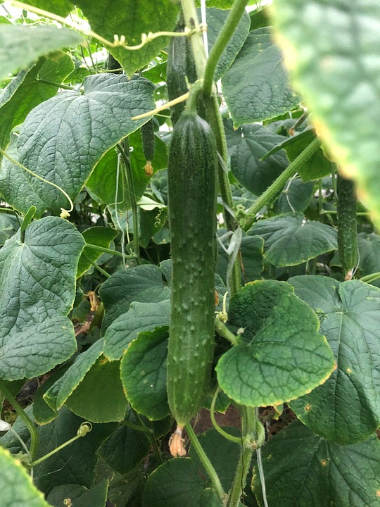 Cucumbers Summer Fruit Free photo on Pixabay