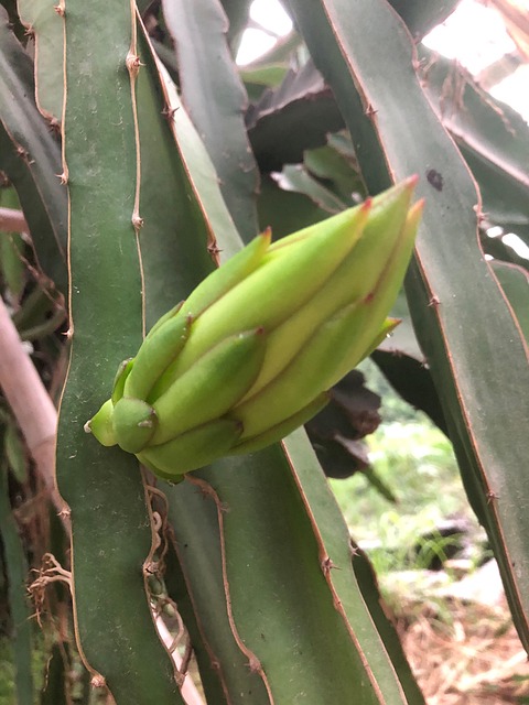 Free Pitaya Growing Pitaya photo and picture