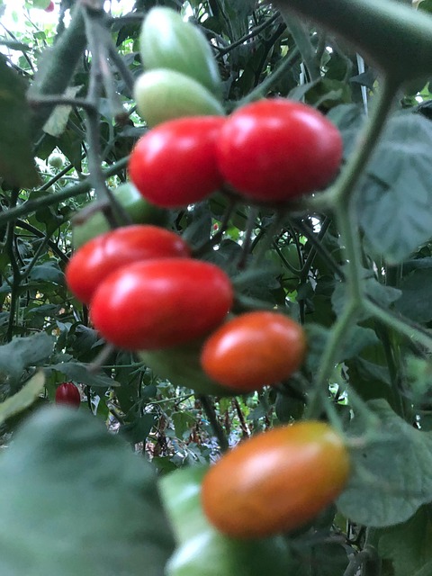 Free Tomatoes Red Tomatoes photo and picture