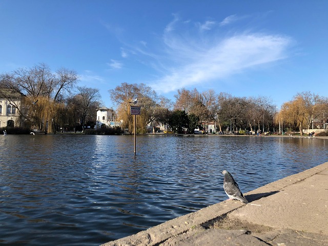 Free Pigeons Lakes photo and picture