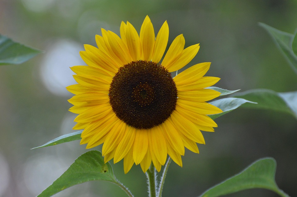 Sunflower Flower Yellow - Free photo on Pixabay
