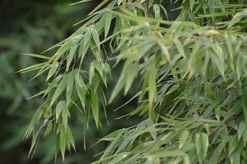 Free Green Leaves photo and picture