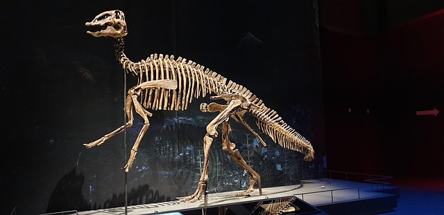 Free Edmontosaurus Skeleton photo and picture