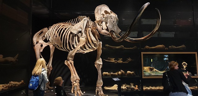 Free Mammoth Skeleton photo and picture