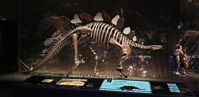 Free Stegosaurus Skeleton photo and picture