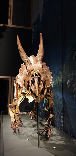 Free Triceratops Skeleton photo and picture