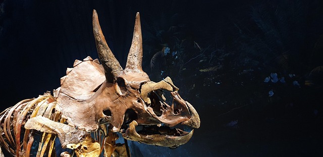 Free Triceratops Head Skeleton photo and picture