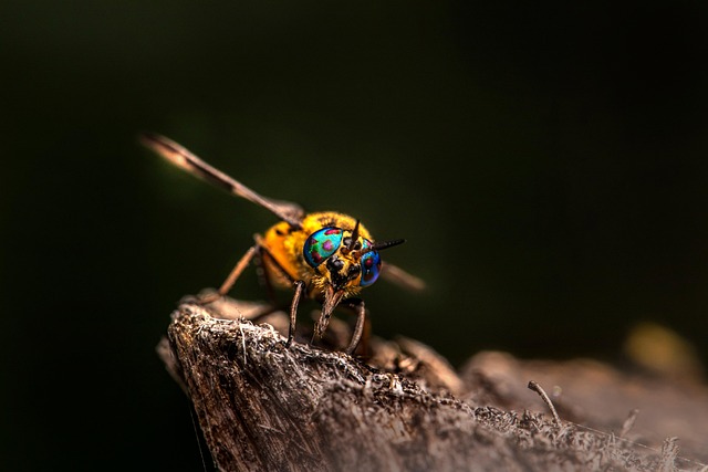 Free Splayed Deer Fly Horse Fly photo and picture