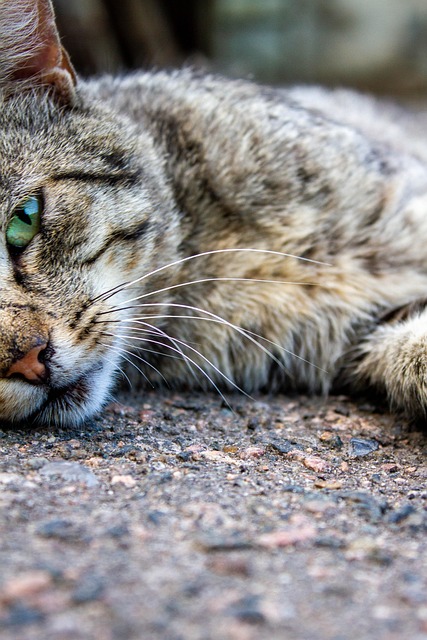 Free Cat Pet photo and picture
